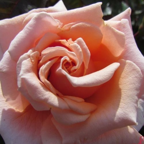 Online rózsa rendelés - Rózsaszín - virágágyi floribunda rózsa - diszkrét illatú rózsa - Rosa True Friend™ - Edward Smith - Elegáns, barackos virágszínű fajta, minden nap más színben ragyog.